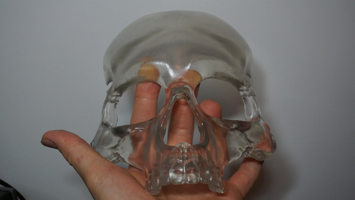 Transparent Skull Mask | Clear Human Skull Face Mask | Anatomical Skeleton Costume Mask | Gothic Horror Cosplay Accessory | XS to XL
