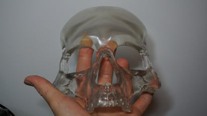 Transparent Skull Mask | Clear Human Skull Face Mask | Anatomical Skeleton Costume Mask | Gothic Horror Cosplay Accessory | XS to XL